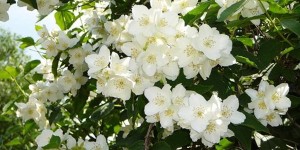Эфирное масло жасмина: дороже золота
