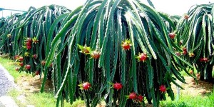 «Съедобный кактус» питахайя