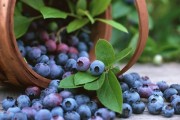 Черника – целебная ягода российских лесов