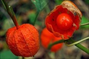 О составе и полезных свойствах физалиса