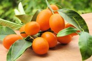 Фрукт мудрецов кумкват