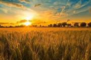 Петр Солнцеворот