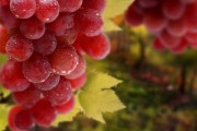 Красный виноград и черника укрепят иммунитет