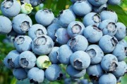 Голубика: маленькая ягода – большая польза