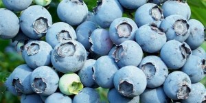 Голубика: маленькая ягода – большая польза