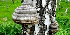 Гриб чага – чудо-средство против 100 болезней