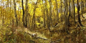 Денис Позимний