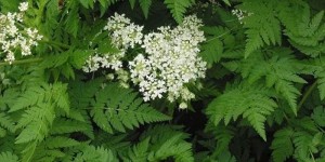 Кервель – любимец французских поваров и русских крестьян