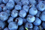 Дикая черника поможет предотвратить патологии метаболизма