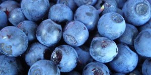 Дикая черника поможет предотвратить патологии метаболизма