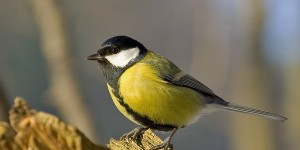 Зиновий и Зиновия, Синичкин день