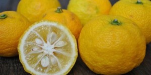 Суперфруктом следующего года станет юзу