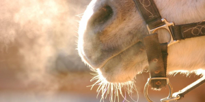 Гурьев день