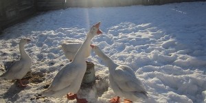 Матрена Зимняя