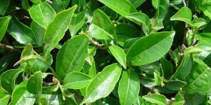 Эфирное масло чайного дерева