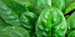 Полезные свойства шпината