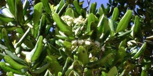 Эфирное масло бэй – ароматная забота о здоровье и красоте