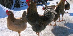 Спиридон и Никодим