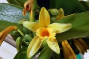 Эфирное масло ванили – косметика и приворотное зелье в одном флаконе