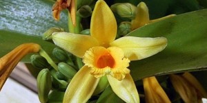 Эфирное масло ванили – косметика и приворотное зелье в одном флаконе