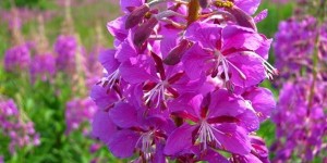 Драгоценный кипрей