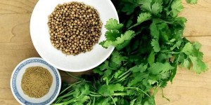 Кориандр – ароматное лекарство