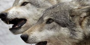 Артемьев день