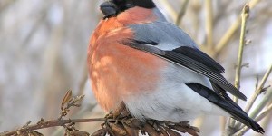 День Прокла