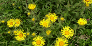 Девясил – «девять сил» против болезней