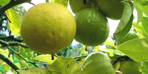 Эфирное масло бергамота