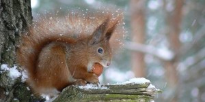 Иван Молчальник