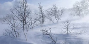 Никонов день