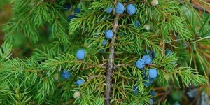 Эфирное масло можжевельника