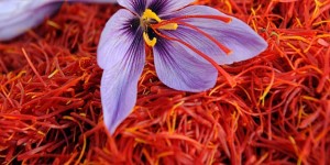 Шафран – бесценная специя