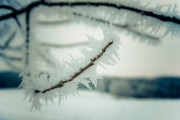 Афанасьев день, Афанасий-ломонос