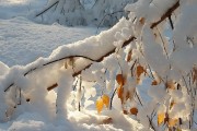 Гордеев день