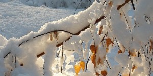 Гордеев день