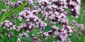 Обыкновенная душица – необыкновенные свойства