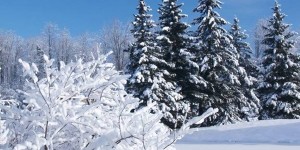 Федосеев день