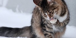 Ермилов день