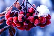 Нина – обряды скотины