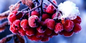 Нина – обряды скотины