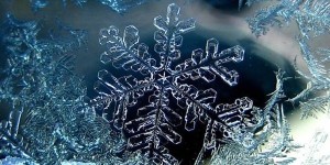 Павлов день