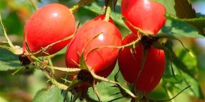 Шиповник – ягода здоровья