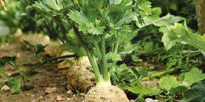 Безотходный овощ сельдерей