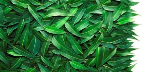 Эфирное масло эвкалипта