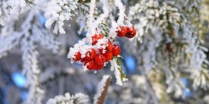 Максимов день, Максим-утешитель