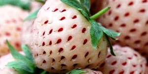 Топ-9 обычных продуктов необычного цвета