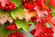 Калина – горькое лекарство