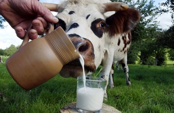 Получению Нобелевской премии способствует употребление молока